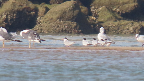 iNaturalist image