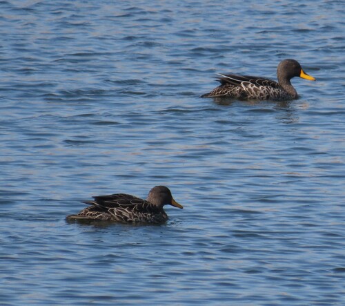 iNaturalist image