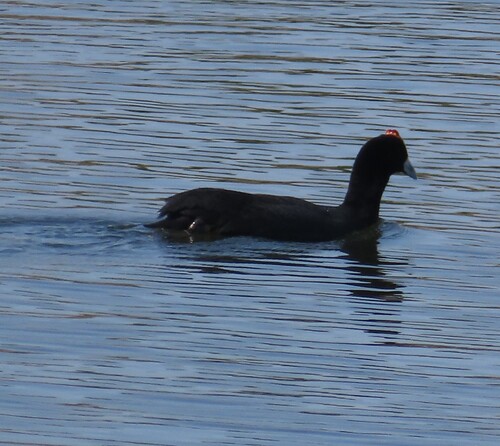 iNaturalist image