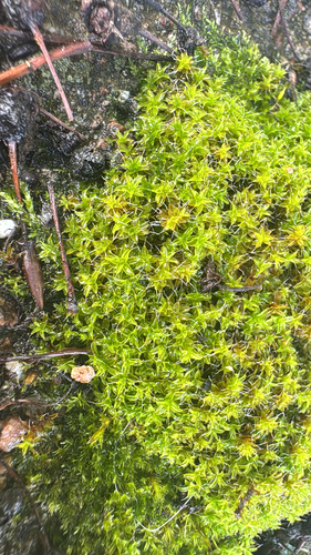 Star Moss