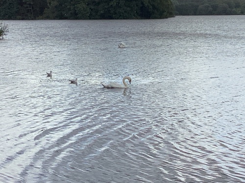 iNaturalist image