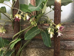 Araujia sericifera