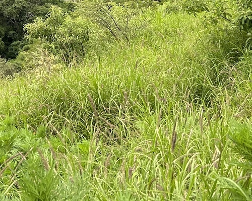 buffelgrass