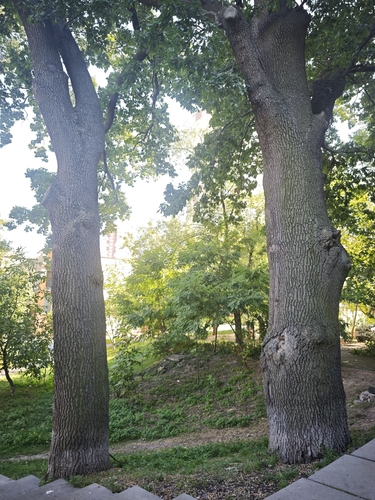 English oak