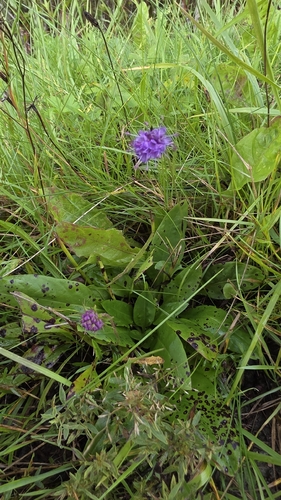 Devil's-bit Scabious