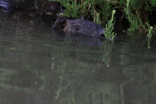 Coypu