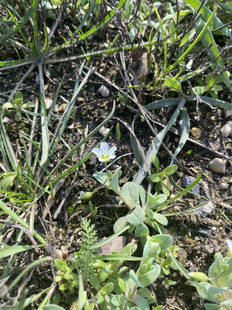 Holosteum cerastoides