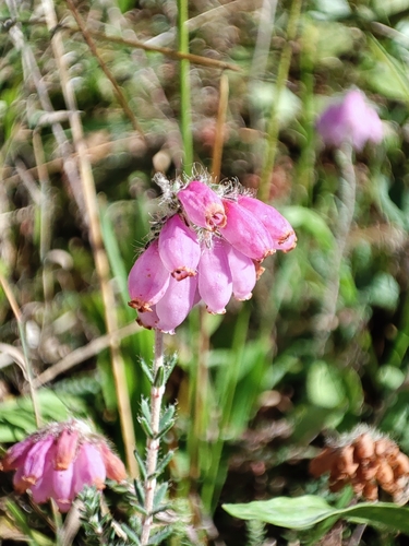 Cross-leaved Heath