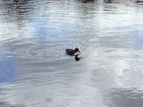 iNaturalist image