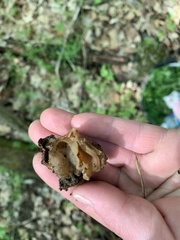 Morchella punctipes