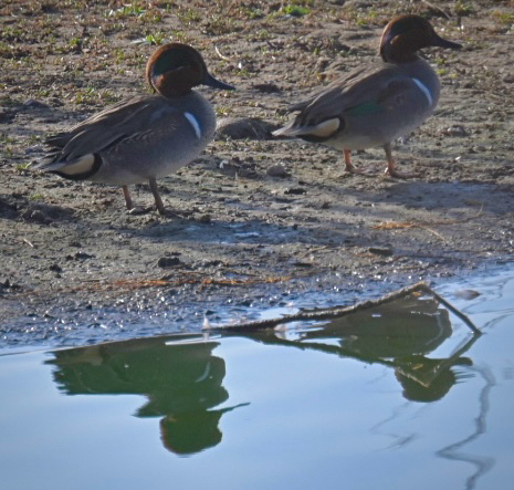 iNaturalist image