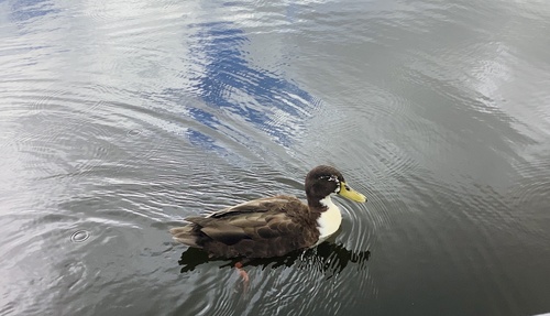 iNaturalist image