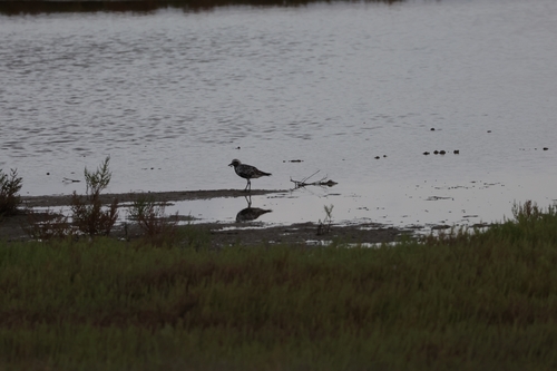 Black-bellied Plover