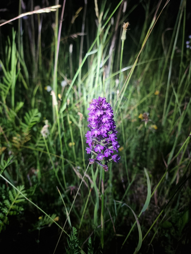 Anacamptis pyramidalis, photograph 5