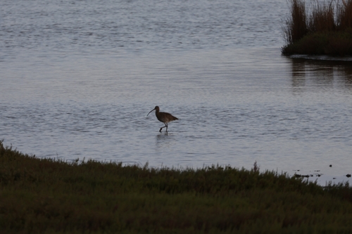 Eurasian Curlew