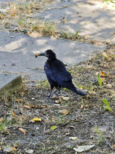 Rook