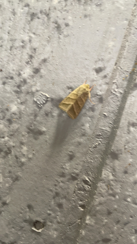 Tobacco Budworm Moth