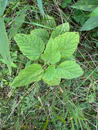 Physalis heterophylla, photograph 3