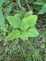 Physalis heterophylla, photograph (c) Nic Tippery, some rights reserved (CC BY)