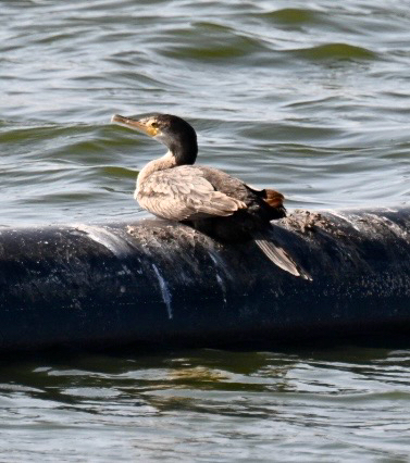 Neotropic Cormorant