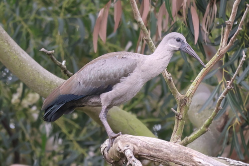 iNaturalist image