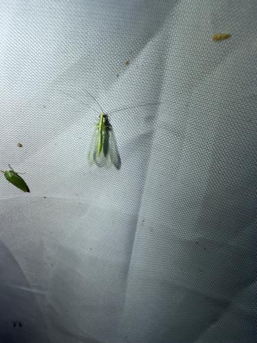 Red-lipped Green Lacewing