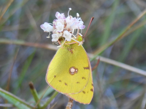Clouded Yellow