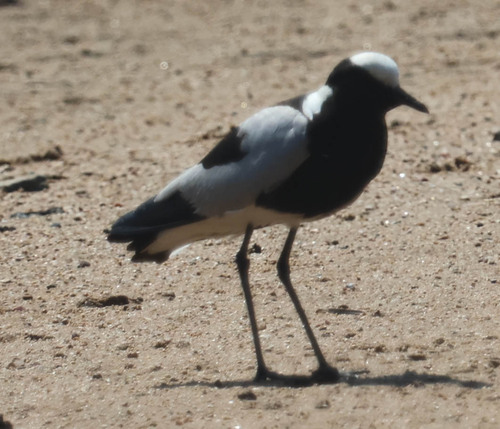 iNaturalist image