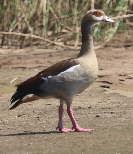 iNaturalist image