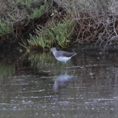 Green Sandpiper