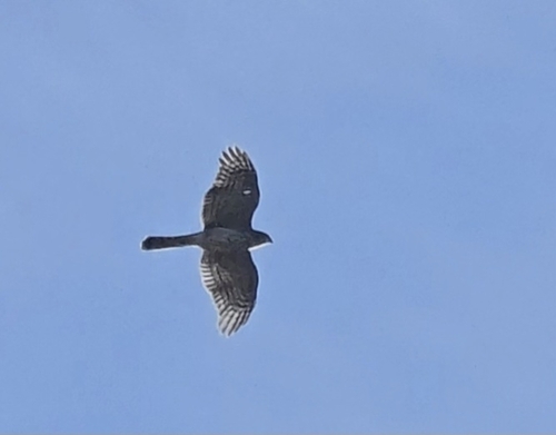 Sharp-shinned Hawk