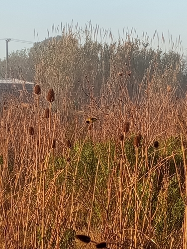 Hooded Siskin