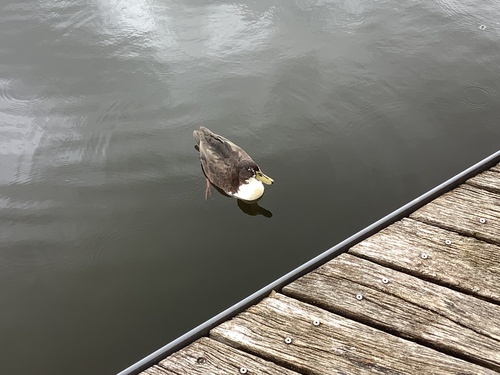 iNaturalist image