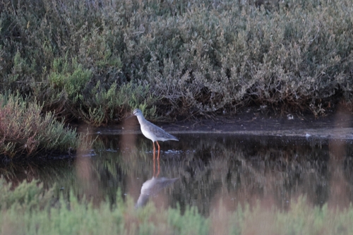 Spotted Redshank