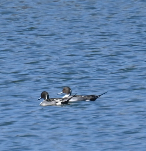 iNaturalist image