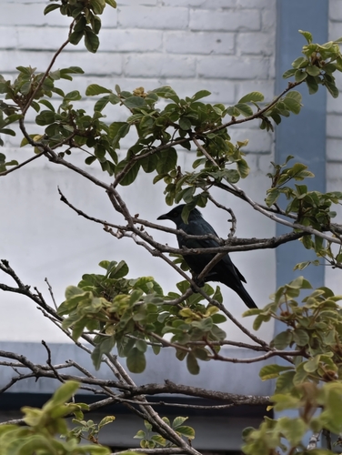 Asian Glossy Starling