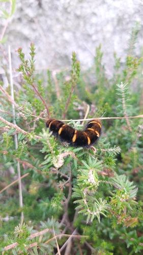 Fox Moth