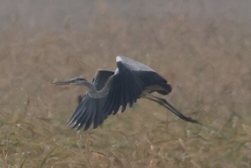 iNaturalist image