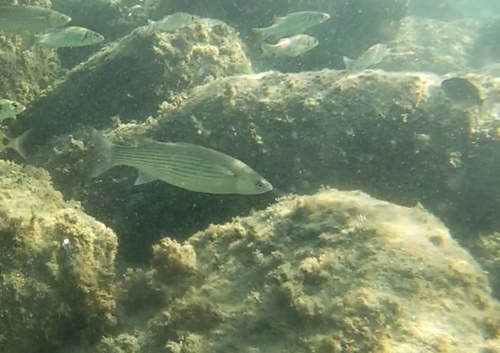 Thicklip Grey Mullet