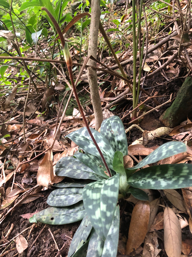 Paphiopedilum purpuratum, 2026-09-10