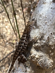 Sceloporus utiformis