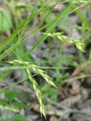 Carex debilis
