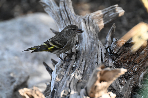 Pine Siskin