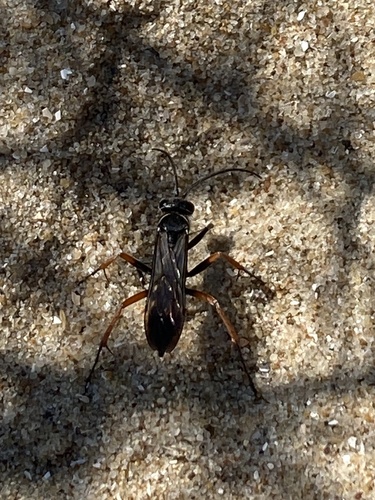 Red-legged Spider Wasp, Amsterdamse Waterleidingduinen, Zandvoort, North Holland, NL, photo 7 of 10