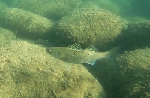 European Seabass