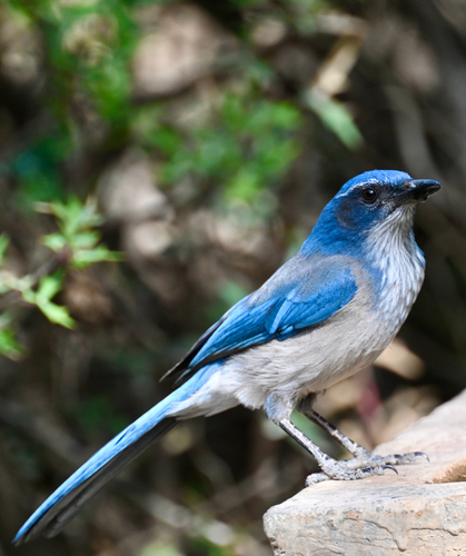 Woodhouse's Scrub-Jay