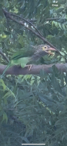 Brown-headed Barbet