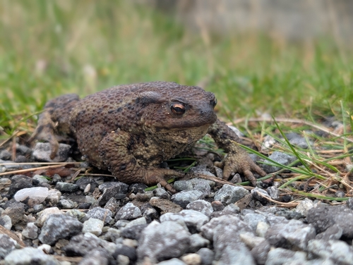 European Toad
