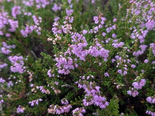 common heather