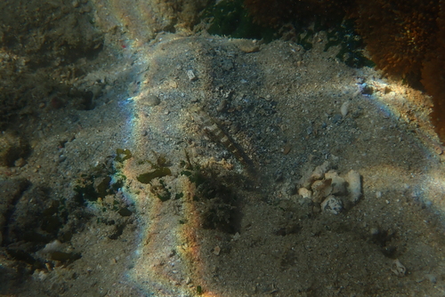 Cryptocentrus strigilliceps observed 2026-09-08